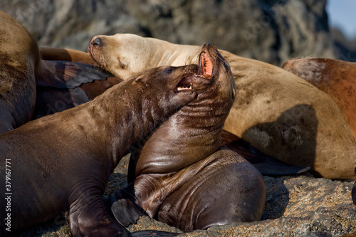 Steller Sea Lions Fighting  Alaska