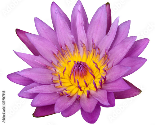 Pink Lotus Flower or Waterlily isolated on white background
