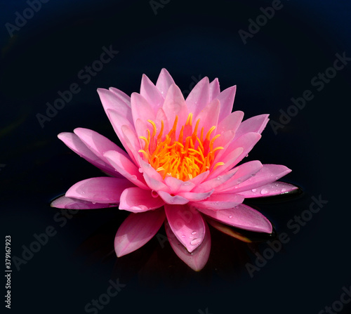 Pink Lotus Flower or Waterlity with water drops on its patels
