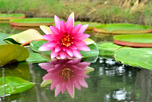 Fototapeta Naklejka Na Ścianę i Meble -  Pink Lotus Flower with reflection in water, Beautiful Water Lily