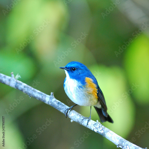 Portrait of Blue Bird Himalayan Bluetail (Tarsiger rufilatus) or Orange-flanked Bush Robin