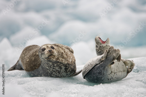 Fototapeta Naklejka Na Ścianę i Meble -  Harbor Seals on Iceberg, Alaska