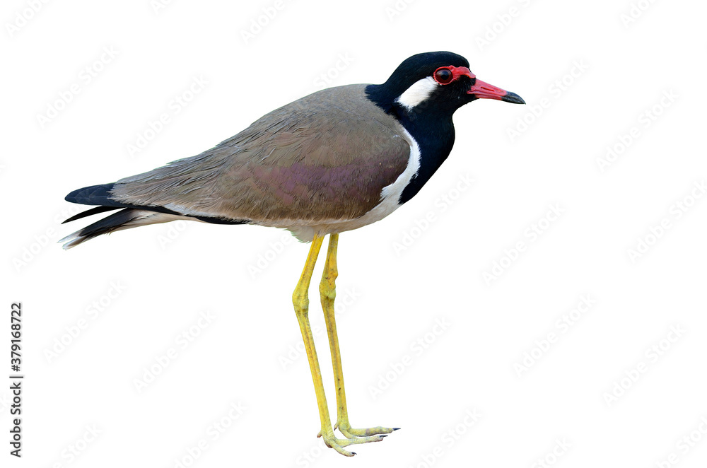 Obraz premium Red-wattled Lapwing