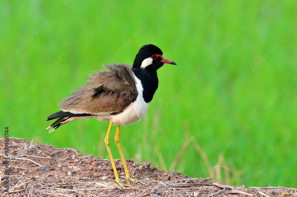 Red-wattled Lapwing