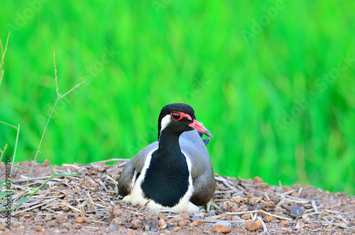 Red-wattled Lapwing hatching its eggs, Vanellus indicus, bird photo