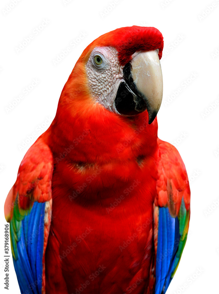 Obraz premium Scarlet Macaw bird isolated on white background