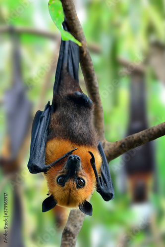 Scary Big Bat or Hanging Flying Fox with many others behind in background