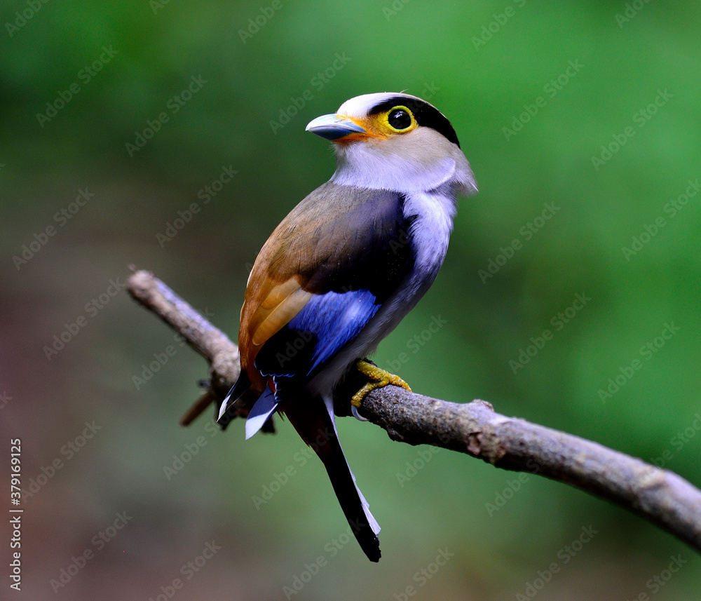 Fototapeta premium Silver-breasted Broadbill, Serilphus lunatus, posting on the branch with great details, bird