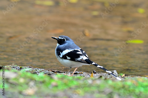 Slaty-backed forktail photo