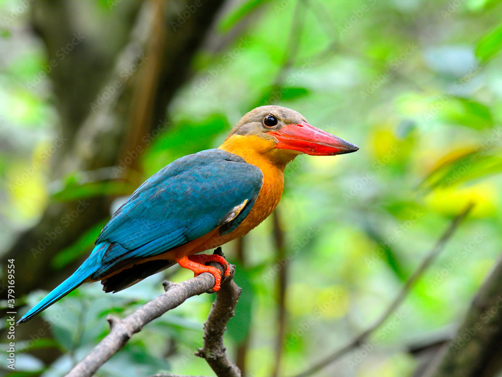 Stork-billed Kingfisher bird (Halcyon capensis) perching on the branch with big red bills and sharp eyes