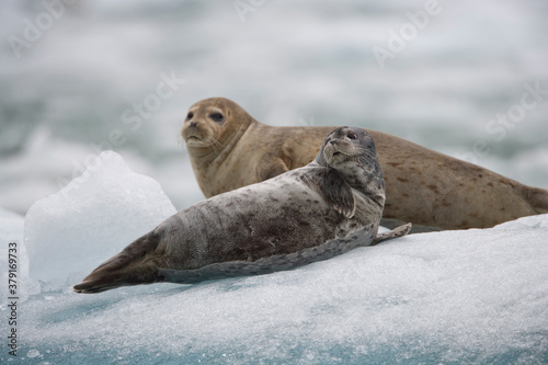 Harbor Seals on Iceberg, Alaska