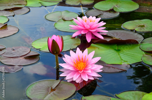 Triple Lotus Flowers surrounded by its multicolor leafs