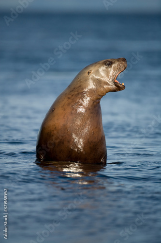 Steller Sea Lion, Alaska