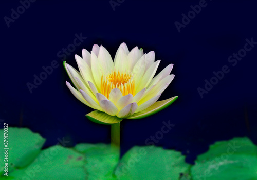 White Waterlily or Lotus flower with green leafs in foreground