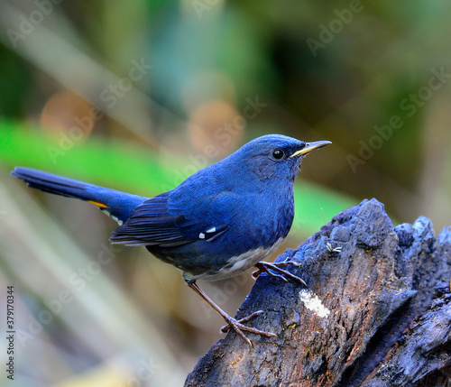 White-bellied Redstart bird, the beautiful blue bird standing on the black log photo