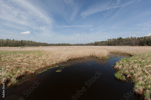 River in Bialowieski National Park, Poland photo