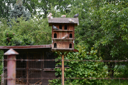 Wooden pigeon house with pigeons in the garden. Green trees in the background.  © Ondej