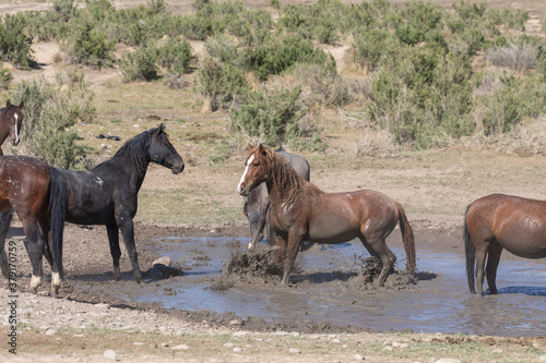 Wild Horses at a Waterhole in Utah
