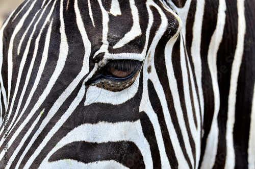 Zebra eye inside its camouflage face with black and white stripes
