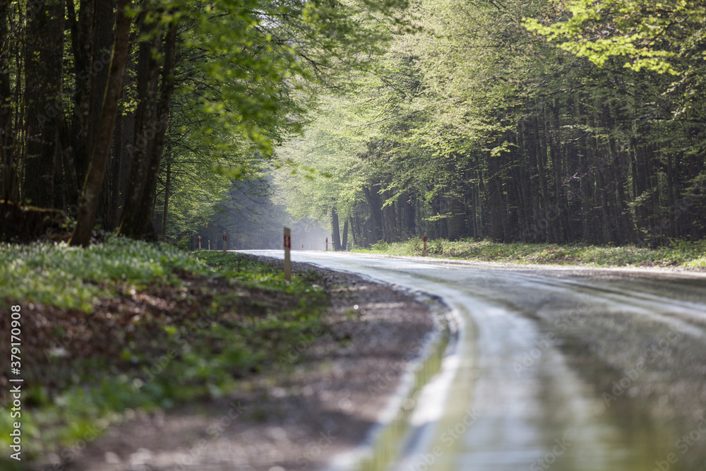 Wet road after rain, Bialowieza forest, Poland Wet road after rain, Bialowieza forest, Poland