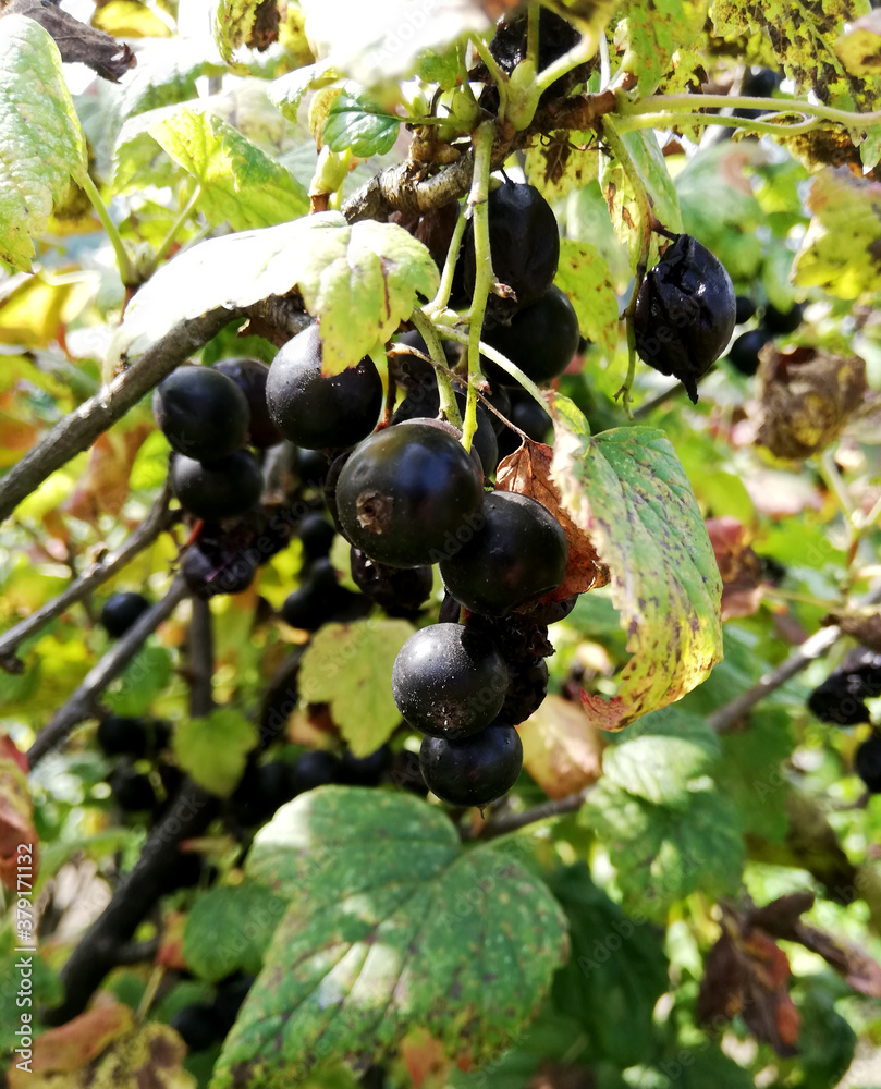 ripe berries of black currant among leaves ripe berries of black currant among leaves