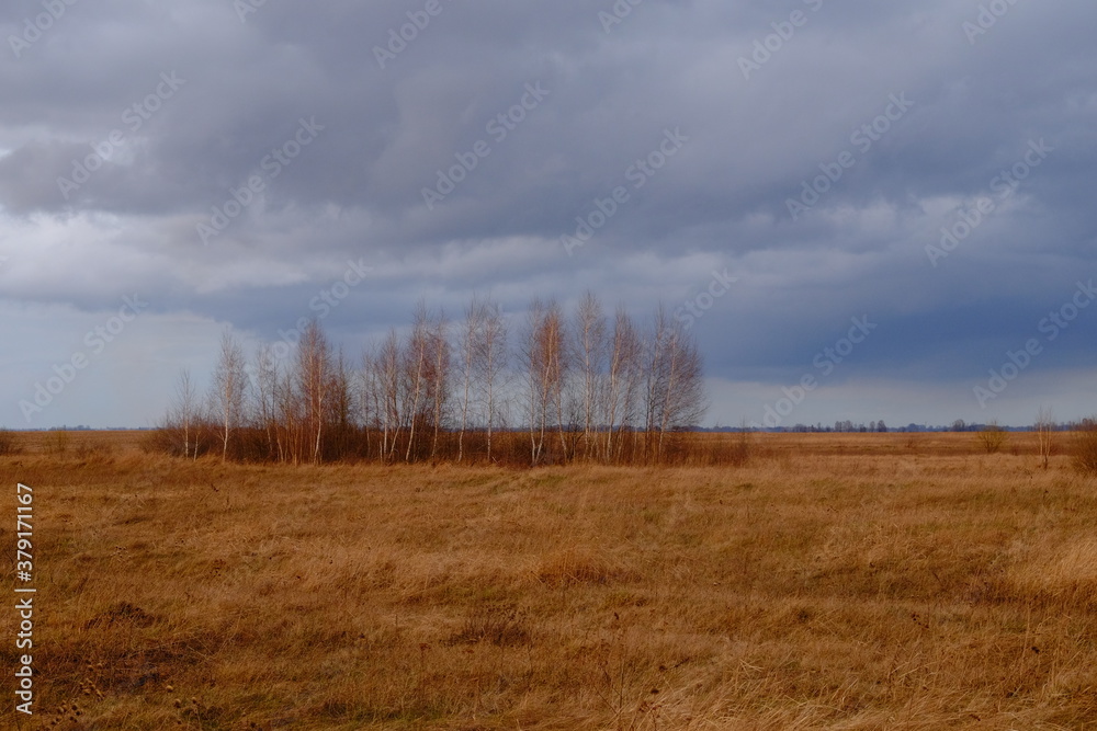 Small birch grove among yellow autumn grasses. Dramatic evening sky above the ground. Bright autumn landscape. Attractive nature.
