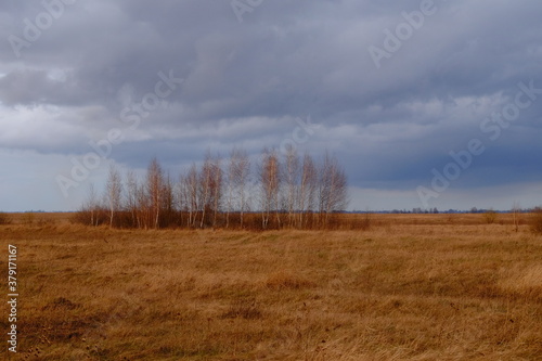Small birch grove among yellow autumn grasses. Dramatic evening sky above the ground. Bright autumn landscape. Attractive nature.