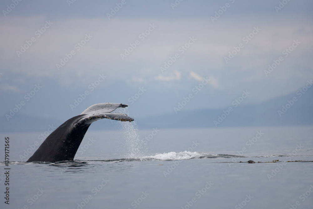 Obraz premium Diving Humpback Whale, Alaska