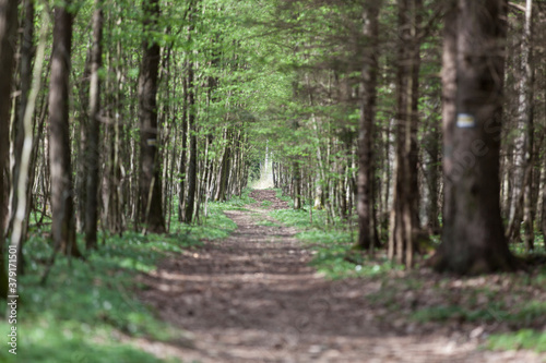 Bialowieza forest, Poland