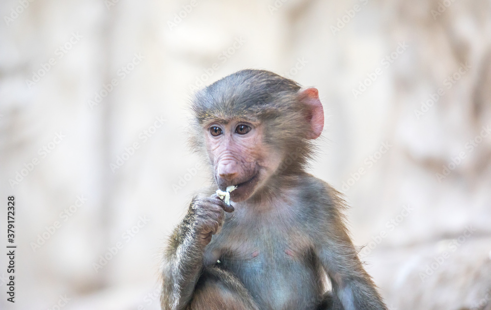 Fototapeta premium Papio hamadryas or the baboon roars with its mouth open, sharp teeth are visible, it is all on a black background