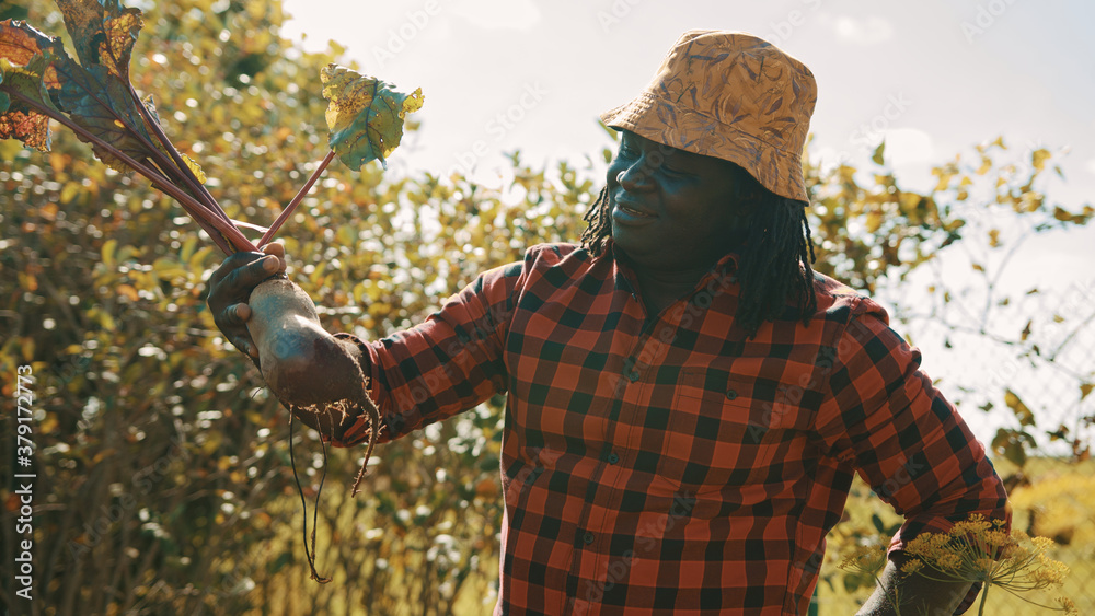 Naklejka premium African black man farmer pulling beetroot out of soil. Autumn harvesting. Picking vegetables. High quality photo