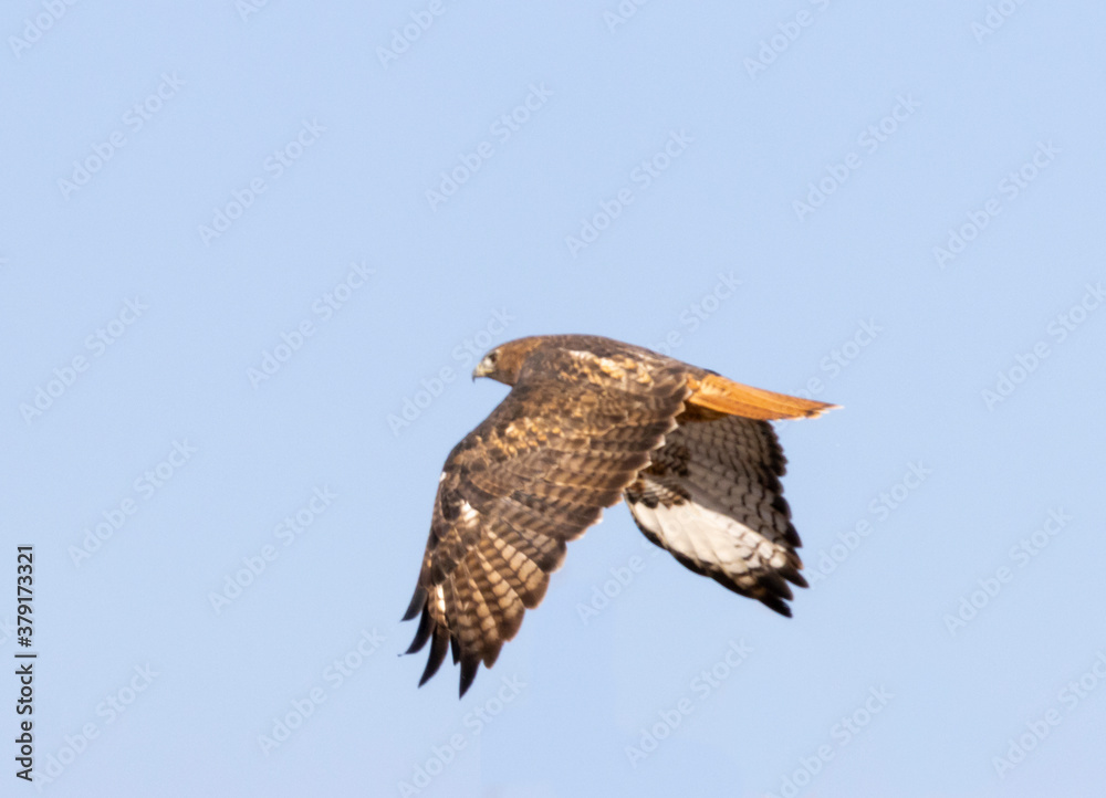 Fototapeta premium Red-tailed Hawk