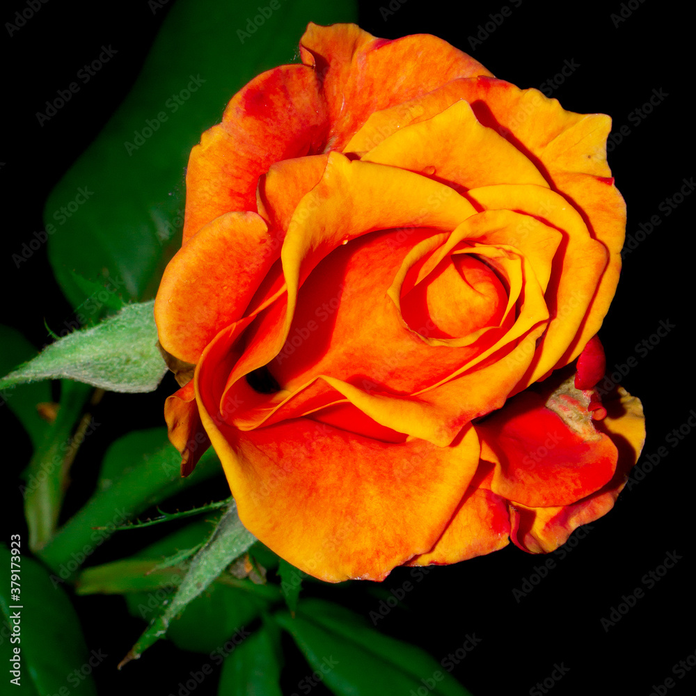 Flower collection isolated red yellow rose Flower collection isolated red yellow rose