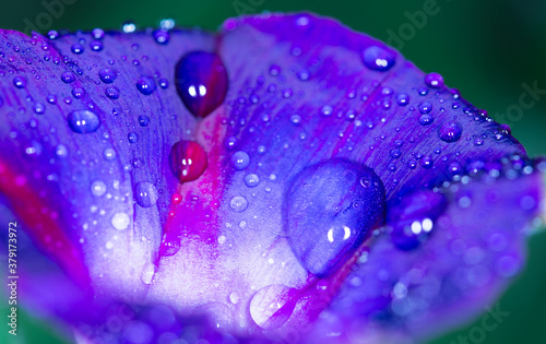 Blue flower with dew drops