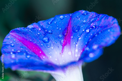 Canvas Print Blue flower with dew drops