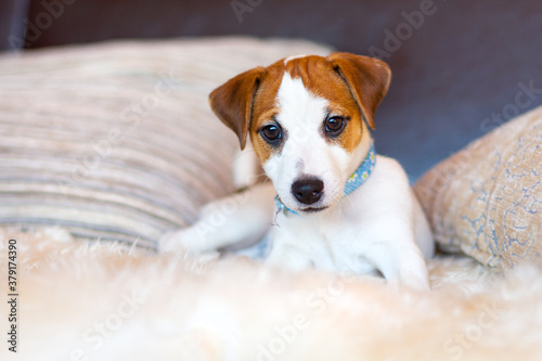 A beautiful white Jack Russell Terrier puppy lies on the couch among pillows, looking at camera. Love for pets, dog day.