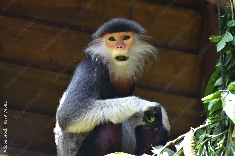 Obraz premium Red-shanked douc langur at Singapore Zoo, Singapore