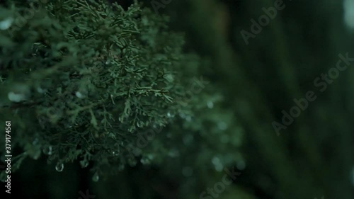 Pine needels after rain, a small drop of water on the pine needel photo