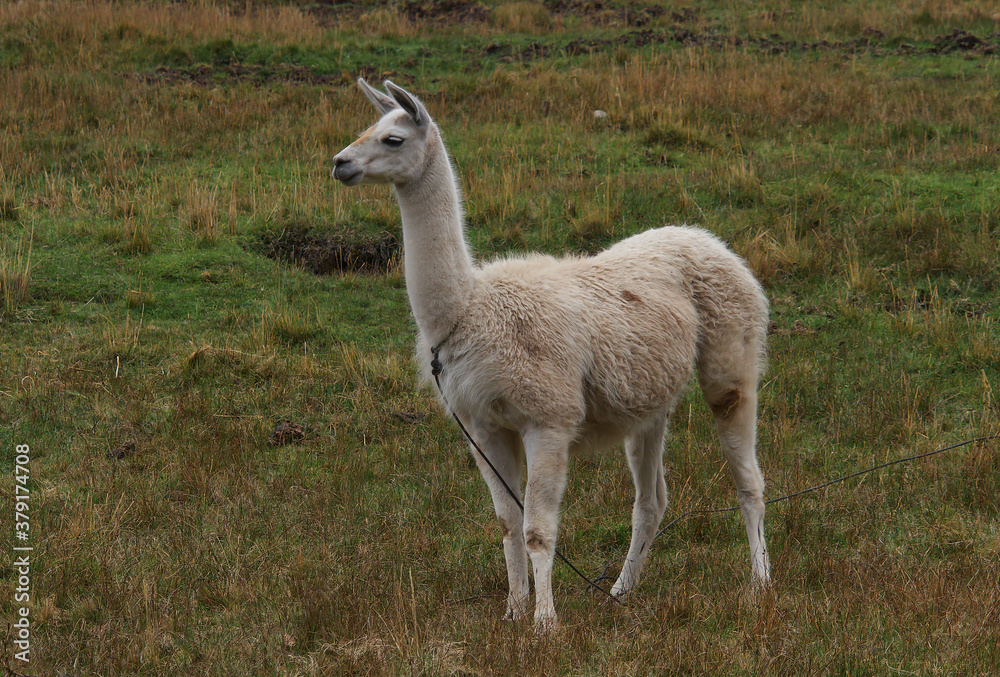 Lama from Cusco