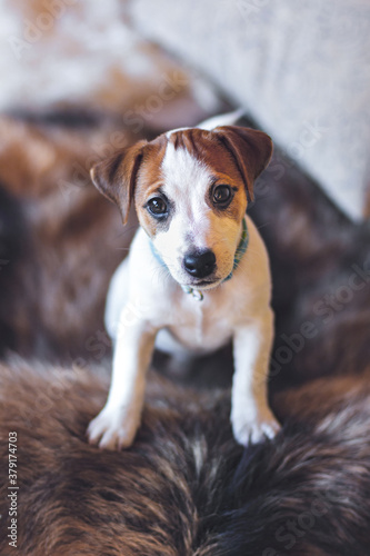 Jack Russell Terrier puppy stands with its paws on the furry back of the couch and looks at camera. Pets love concept.