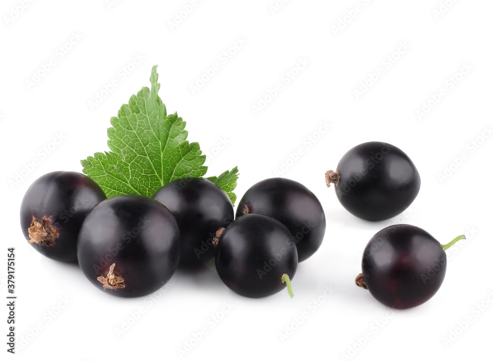 Elder berries isolated on white background Elder berries isolated on white background