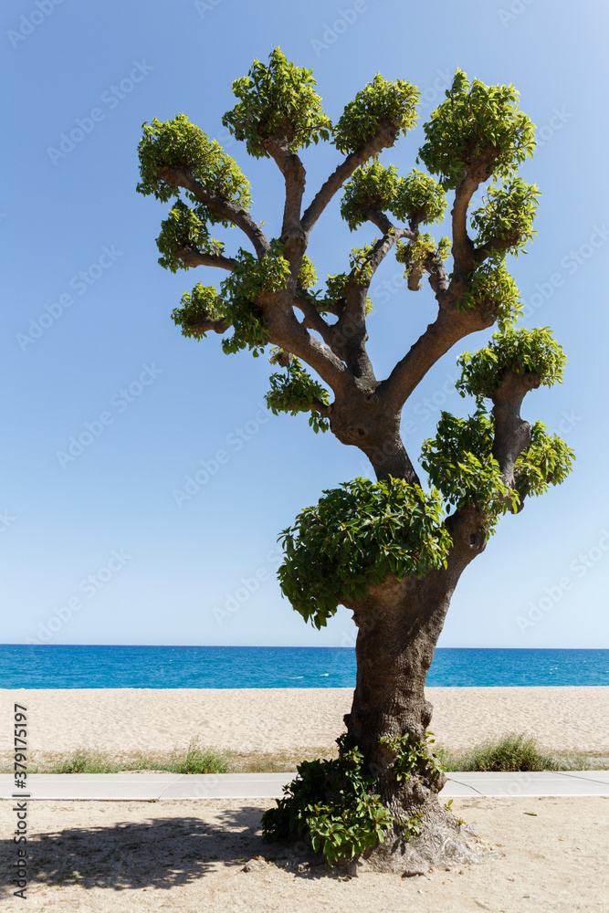 A branched tree on a sandy seashore against a blue sky on a hot summer sunny day. The trendy concept of minimalism.