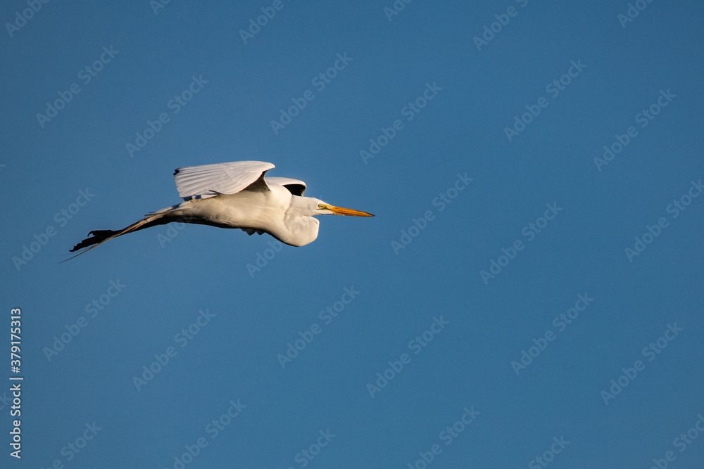 Obraz premium Egret, Everglades, Florida