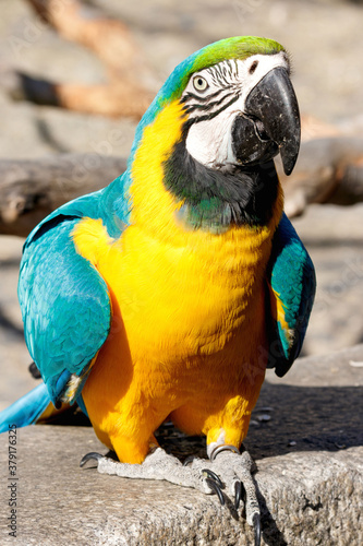 portrait of a blue yellow macaw parrot