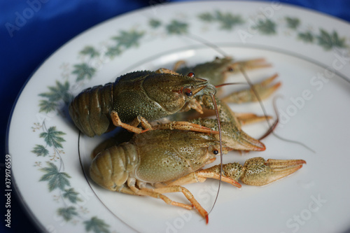live crayfish. green crayfish on a plate
