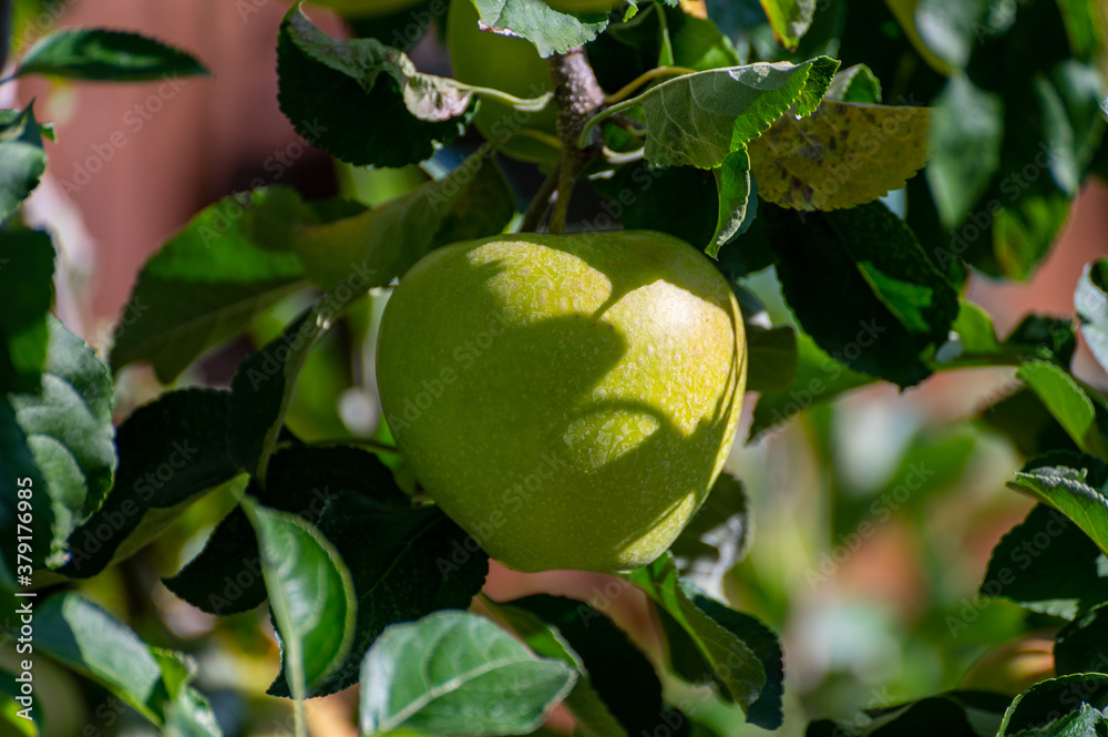 Large sweet braeburn apples ripening on tree in fruit orchard