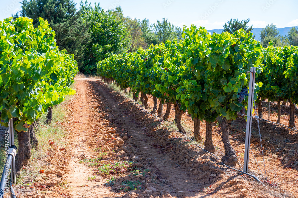 Vineyards of AOC Luberon mountains near Apt with old grapes trunks growing on red clay soil, red or rose wine grape Vineyards of AOC Luberon mountains near Apt with old grapes trunks growing on red clay soil, red or rose wine grape