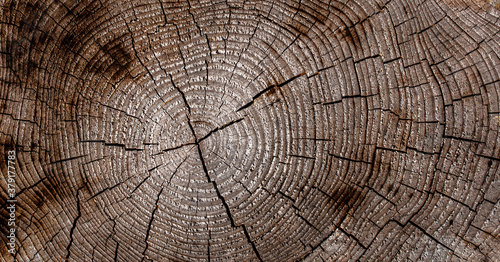 background of wood cut with rings