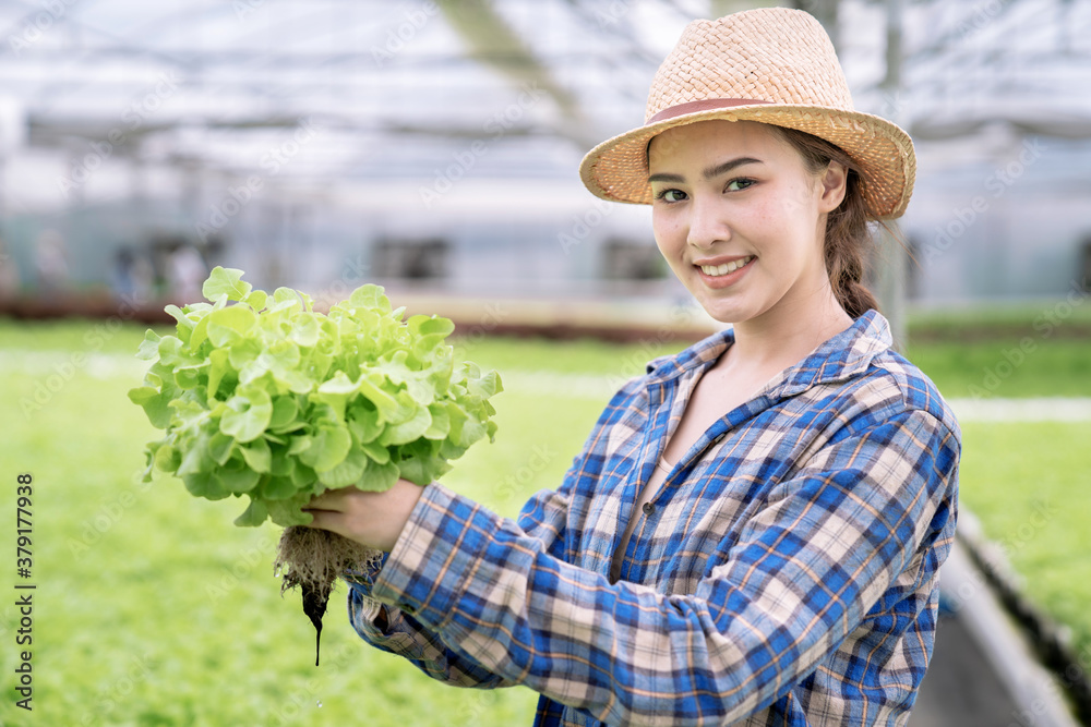 Asian woman farmer is harvesting vegetables from a hydroponics farm, Organic fresh vegetables.