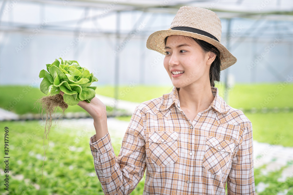 Asian woman farmer is harvesting vegetables from a hydroponics farm, Organic fresh vegetables.